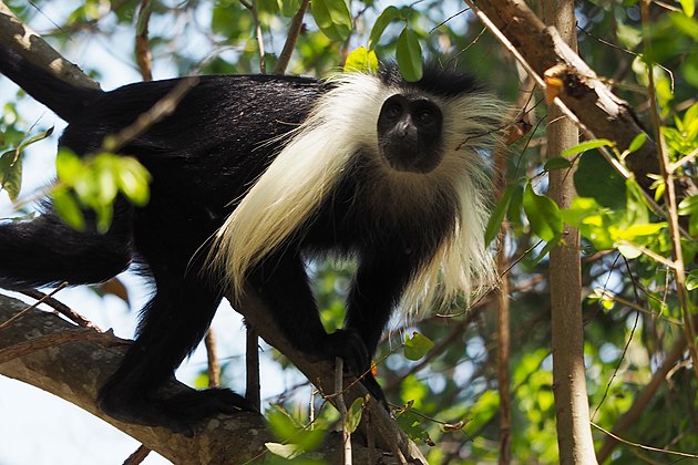 Колобус. Colobus angolensis. Колобус обезьяна. Королевский колобус. Обезьяны гверецы.