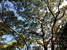 The twisting habit of angophoras provide good shade. Angophora costata - spreading crown habit.jpg