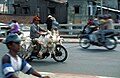 animal transport as used in Vietnam