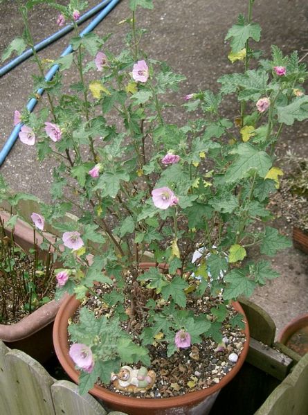 File:Anisodontea capensis1.jpg