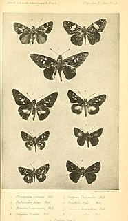 <i>Andronymus evander</i> Species of butterfly