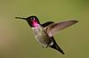 안나의 hummingbird.jpg