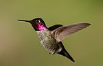 Thumbnail for Anna's hummingbird