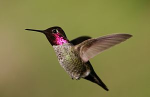 Iĉo de kolibro de Anna