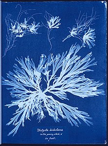 Anna Atkinsová: Kyanotypický fotogram řas zhotovený pro knihu Photographs of British Algae: Cyanotype Impressions, 1843
