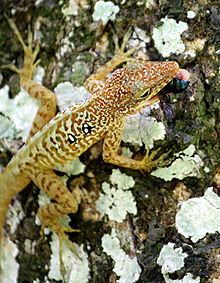 Male Dominican anole feeding on a fly. North Caribbean ecotype. Near the Coulibistrie River, Dominica. Anolis oculatus near Coulibistrie River-a01.jpg