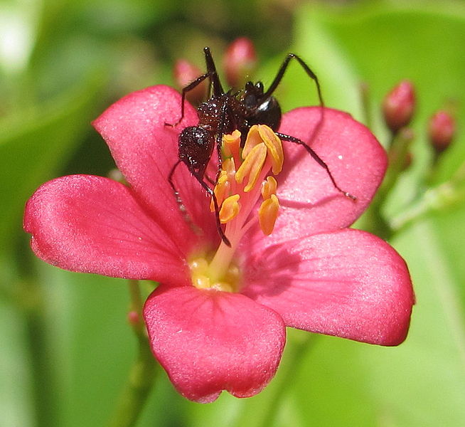 File:Ant on hybrid Jatropha (6829800437).jpg