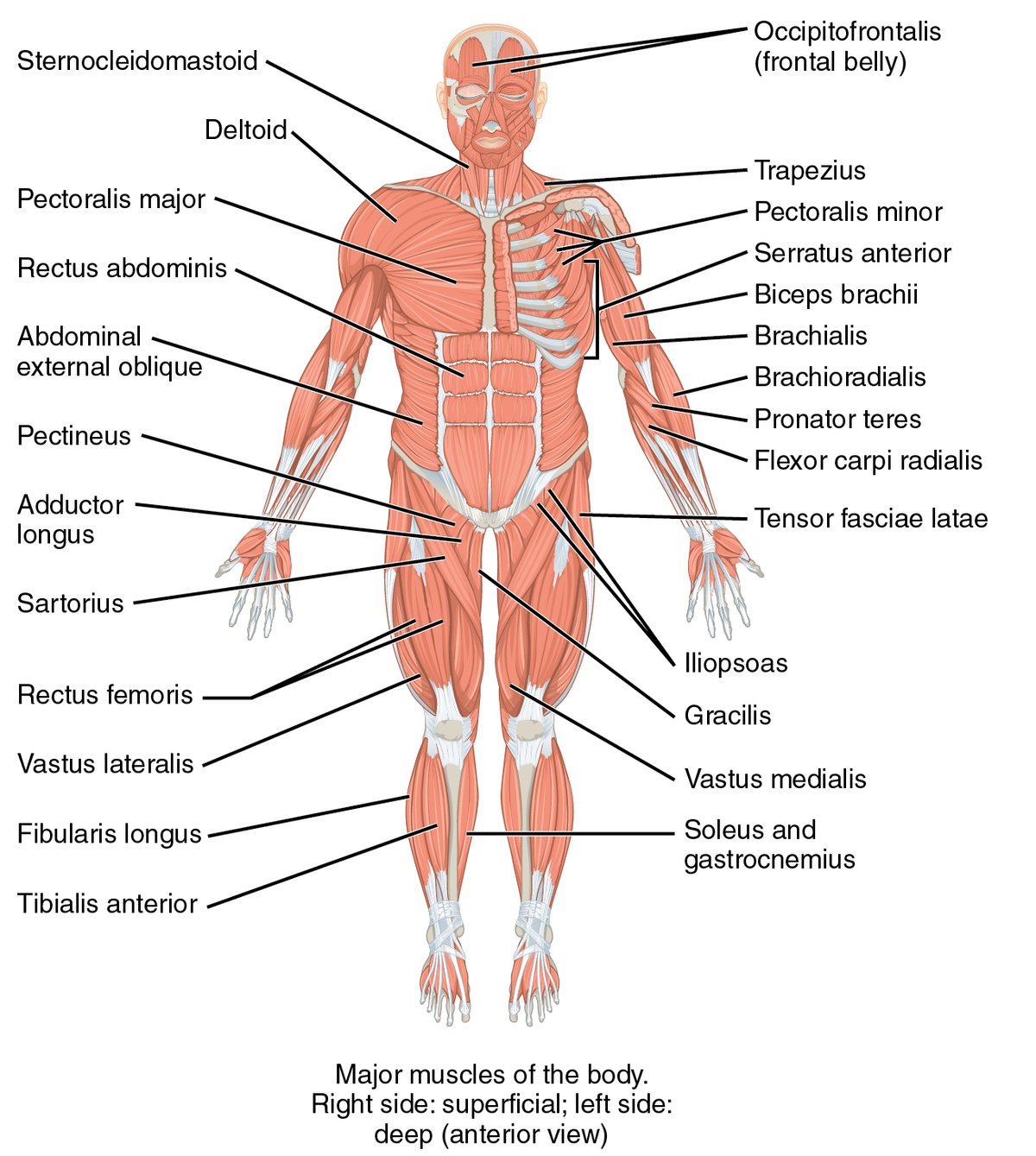 List of skeletal muscles of the human body - Wikipedia