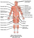 Thumbnail for List of skeletal muscles of the human body