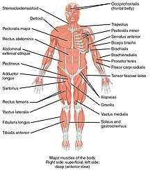 Anterior View of Muscles.jpg