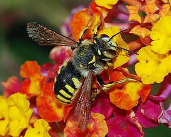 一隻粘著花粉的蜜蜂(Antidium florentinum)