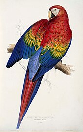 Scarlet macaw, captioned on plate 7 as Macrocercus Aracanga, red and yellow macaw Ara macao -painting by Edward Lear.jpg