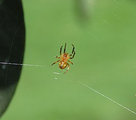 Araneus bogotensis