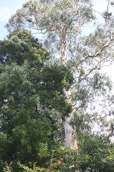 File:Araucária na Casa de Esteiró, Caminha - 03.jpg