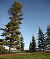 Araucaria heterophylla Norfolk Island 19.jpg