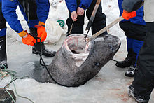 Overfishing and climate change are the main driving factors of Greenland shark diminishing numbers even though studies have shown that their metabolic enzymes are more active in warmer temperatures. Arctic Jaws.jpg