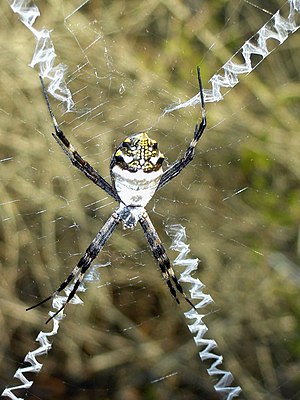 Argiope argentata