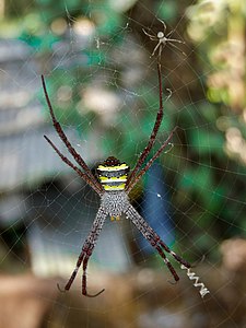 Argiope pulchella гыбыны тишиси ауну ортасында. Къатындагъы гитче гыбы — эркегиди