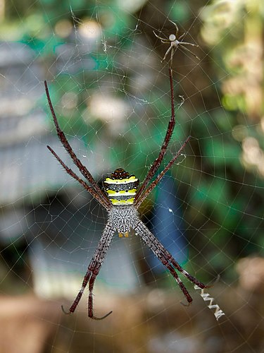 Самка паука-кругопряда Argiope pulchella посередине ловчей сети. Маленький паук рядом — самец