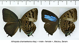 Arhopala rileyi