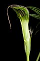 Arisaema cucullatum Nara pref., Japan