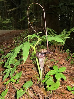 Arisaema thunbergii subsp. urashima 4.JPG