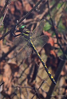 Arrowhead Spiketail - Cordulegaster obliqua, Colchester Park, Mason Neck, Вирджиния - 27442522210.jpg