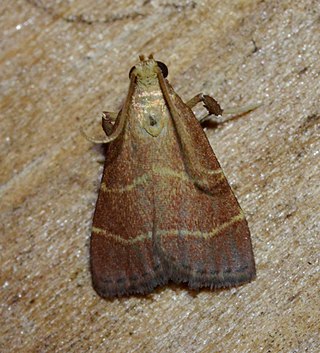 <i>Arta statalis</i> Species of moth