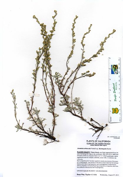 File:Artemisia arbuscula ssp. thermopola -21400b (15549801500).jpg