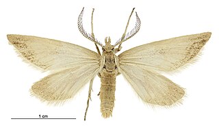 <i>Asaphodes campbellensis</i> Species of moth, endemic to Campbell Island of New Zealand