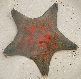 <i>Patiria pectinifera</i> Species of starfish