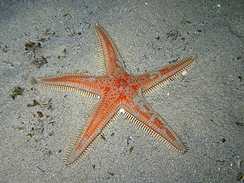 Какая звезда обитает в море. Гребенчатая морская звезда. ПАКСИЛЛОНОСНЫЕ морские звёзды. Морские звезды Asterina. Морские звёзды Средиземного моря.