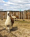 * Nomination Lama at Long Island Game Farm --Mike Peel 10:16, 27 March 2024 (UTC) * Promotion Lama is beautiful but I think it could be better with a little ccw turn and maybe crop at the lower part --Екатерина Борисова 10:22, 30 March 2024 (UTC) Thanks for looking, rotated and cropped, does that look better? Thanks. Mike Peel 15:53, 2 April 2024 (UTC)  Support Really better now, thank you. --Екатерина Борисова 12:12, 8 April 2024 (UTC)