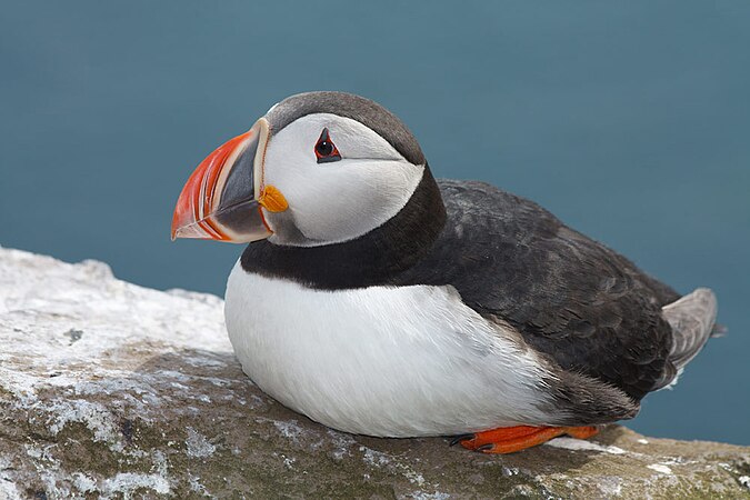 Молчащие птицы. Атлантический паффин. Atlantic Puffin птица. Паффин альбинос. Арктический тупик птица.