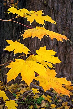 Autumn yellow leaves