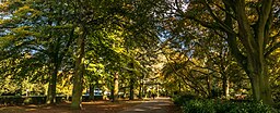 Avenue of Atlantic Cedars in the War Memorial Park in Coventry, England