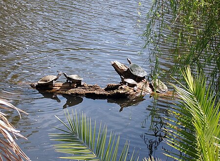 Tập_tin:Bale_of_Emydura_macquarii_basking_on_a_log.jpg