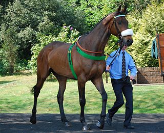 <span class="mw-page-title-main">Ballabriggs</span> Irish-bred Thoroughbred racehorse