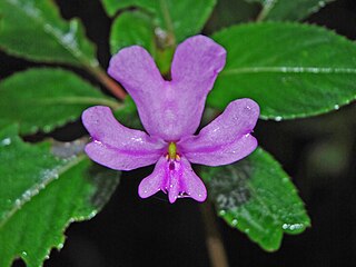 <i>Impatiens kinabaluensis</i> Species of flowering plant