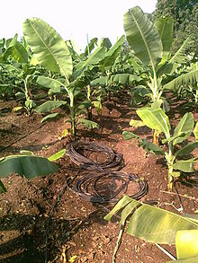 Drip irrigation and spare drip irrigation tubes in banana farm at Chinawal, India Banana Drip Irrigation At Chinawal.jpg