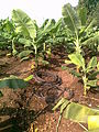 Banana Drip Irrigation At Chinawal.jpg