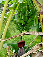 Banana three in Réunion.jpg
