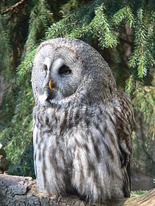 Great gray owl for wiki.jpg