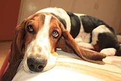 existen diferentes tipos de basset hound