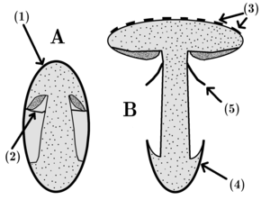 A sample agaric-type basidioma in (A) the early development stage, and (B) after the body is fully expanded. (1) is the universal veil, the outer layer protecting the developing basidioma; (2) is the partial veil, which covers the gills; (3) are cap scales, remnants of the universal veil; (4) is the volva, another remnant of the universal veil, but at the base of the basidioma; (5) is the annulus, a ring-like mark on the stipe that is a remnant of the partial veil, and whose overhanging tissue may become a cortina. Basidioma agaric veils.png