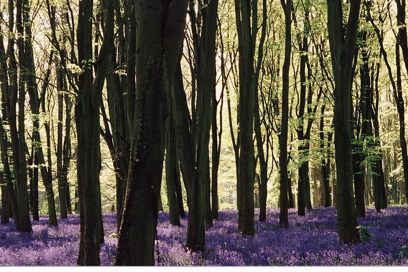 File:Beeches and bluebells, Badbury Hill - geograph.org.uk - 1777343.jpg