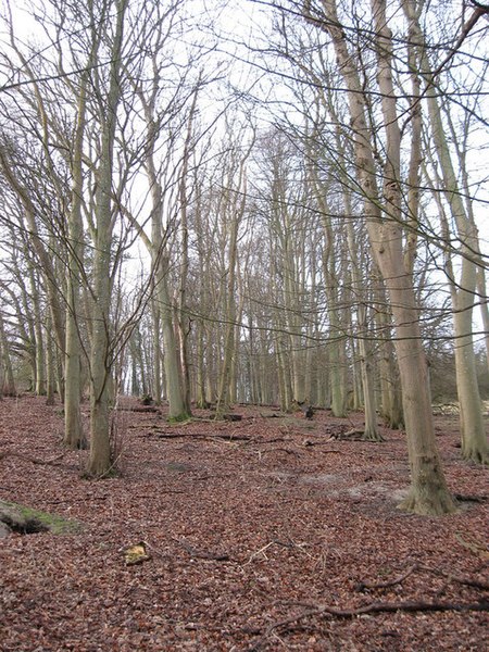 File:Beeches near Folkington - geograph.org.uk - 1133587.jpg