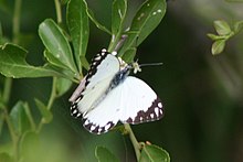 Belenois creona-01 (xndr).jpg