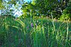 Berg Prairie e Billy Goat Ridge.jpg