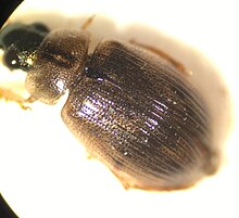 Berosus fraternus - inat 155434875.jpg